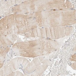 p40 Antibody, Novus Biologicals 0.1mL; Unlabeled:Antikörper