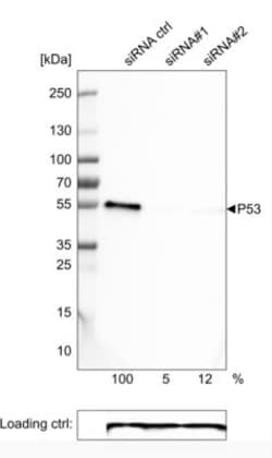 p53 Antibody (CL2199), Novus Biologicals 0.1mL; Unlabeled:Antibodies, Monoclonal