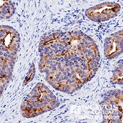p53 Antibody (PAb 240) - BSA Free, Novus Biologicals:Antibodies:Primary