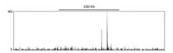 p53 Antibody, Novus Biologicals 0.1mL; Unlabeled:Antibodies, Polyclonal
