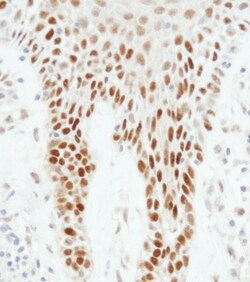 p53 Antibody, Novus Biologicals 0.1mL; Unlabeled:Antibodies, Polyclonal