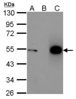 p53 Antibody, Novus Biologicals 0.1mL; Unlabeled:Antibodies, Polyclonal