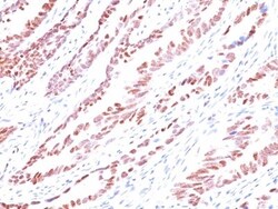 p57 Kip2 Antibody (KP10), Novus Biologicals 0.2mg; Unlabeled:Antibodies,