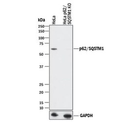 p62/SQSTM1 Antibody - BSA Free, Novus Biologicals 0.025mL; Unlabeled:Antibodies,