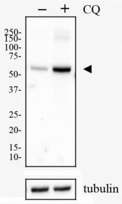 p62/SQSTM1 Antibody - BSA Free, Novus Biologicals 0.025mL; Unlabeled:Antibodies,