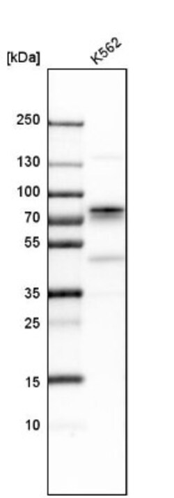 p66 alpha Antibody, Novus Biologicals:Antibodies:Primary Antibodies