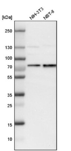 p66 alpha Antibody, Novus Biologicals:Antibodies:Primary Antibodies