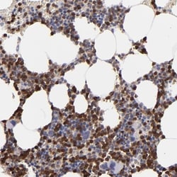 p67phox/NOXA2 Antibody, Novus Biologicals 0.1mL; Unlabeled:Antibodies,