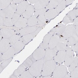 p67phox/NOXA2 Antibody, Novus Biologicals 0.1mL; Unlabeled:Antibodies,