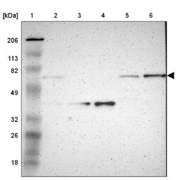 p67phox/NOXA2 Antibody, Novus Biologicals 0.1mL; Unlabeled:Antibodies,