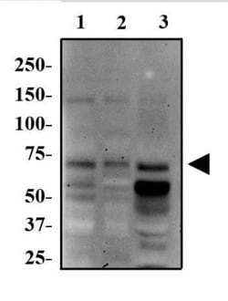 p70 S6 Kinase/S6K Antibody, Novus Biologicals 0.025 mL, Unconjugated:Antibodies,