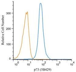 p73 Antibody (5B429) - BSA Free, Novus Biologicals:Antibodies:Primary Antibodies