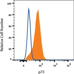 p73 Antibody (5B429) - BSA Free, Novus Biologicals:Antibodies:Primary Antibodies