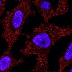 p73 Antibody (5B429) - BSA Free, Novus Biologicals:Antibodies:Primary Antibodies