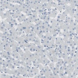 Latrophilin 1/LPHN1 Antibody, Novus Biologicals:Antibodies:Primary Antibodies