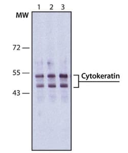 Cytokeratin, pan Antibody (PCK-26), Novus Biologicals 0.1mL; Unlabeled:Antibodies,