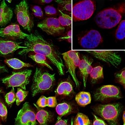 pan Nuclear Pore Complex Marker Antibody (39C7), Novus Biologicals 0.5