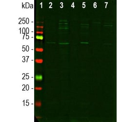 pan Nuclear Pore Complex Marker Antibody (39C7), Novus Biologicals 0.5