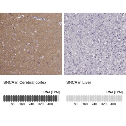pan-Synuclein Antibody, Novus Biologicals:Antibodies:Primary Antibodies