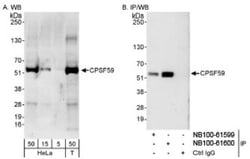 pre-mRNA cleavage factor I (59 kDa subunit) Antibody, Novus Biologicals 0.1 mL | Buy Online | Novus Biologicals | Fisher Scientific