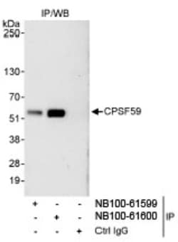 pre-mRNA cleavage factor I (59 kDa subunit) Antibody, Novus Biologicals