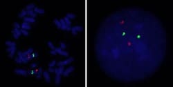 Abnova™ CD274/CEN9q FISH Probe