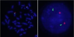 Abnova™ IL6/CEN7p FISH Probe