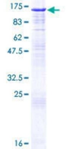 Novus Biologicals&trade;&nbsp;Recombinant Human Cyclin F GST (N-Term) Protein