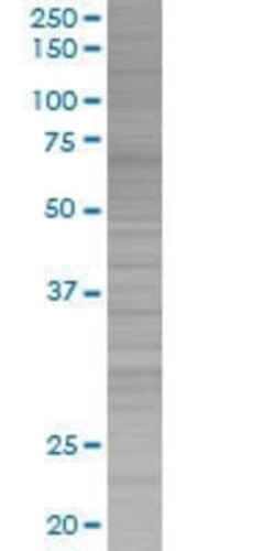 Novus Biologicals CD53 293T Cell Transient Overexpression Lysate 0.1 mL | Buy Online | Novus Biologicals&trade; | Fisher Scientific