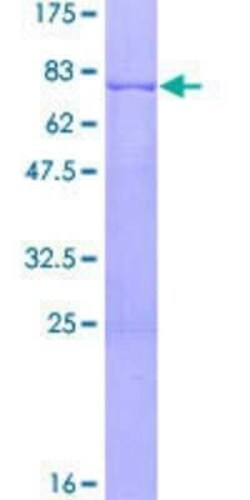 Novus Biologicals Recombinant Human Septin-7 GST (N-Term) Protein 2 &mu;g | Buy Online | Novus Biologicals&trade; | Fisher Scientific