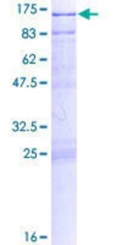 Novus Biologicals Recombinant Human CLGN GST (N-Term) Protein 2 &mu;g | Buy Online | Novus Biologicals&trade; | Fisher Scientific