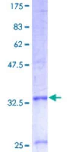 R&D Systems&trade;&nbsp;Recombinant Human COX7B GST (N-Term) Protein