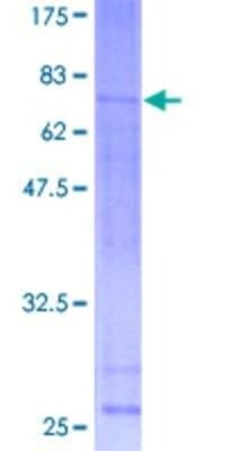 Novus Biologicals Recombinant Human ATF6 beta GST (N-Term) Protein 10 &mu;g | Buy Online | Novus Biologicals&trade; | Fisher Scientific