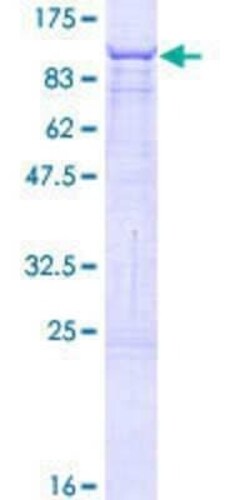 Novus Biologicals Recombinant Human CRY2 GST (N-Term) Protein 2 &mu;g | Buy Online | Novus Biologicals&trade; | Fisher Scientific