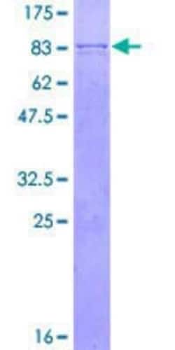 Novus Biologicals Recombinant Human CYP4B1 GST (N-Term) Protein 2 &mu;g | Buy Online | Novus Biologicals&trade; | Fisher Scientific