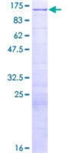 Novus Biologicals Recombinant Human E4F1 GST (N-Term) Protein 2 &mu;g | Buy Online | Novus Biologicals&trade; | Fisher Scientific