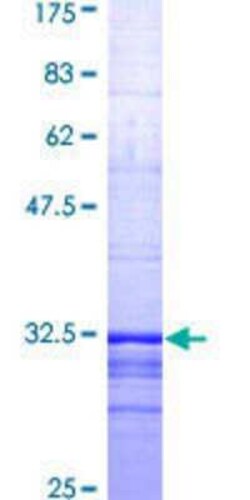 Novus Biologicals&trade;&nbsp;Recombinant Human S1P1/EDG-1 GST (N-Term) Protein