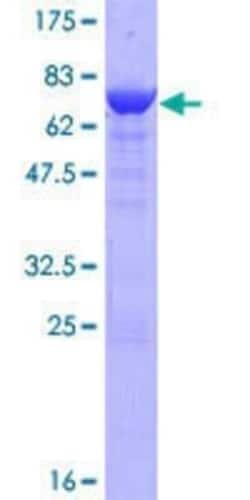 Novus Biologicals Recombinant Human Flotillin 2 GST (N-Term) Protein 10 &mu;g | Buy Online | Novus Biologicals&trade; | Fisher Scientific