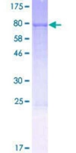 Novus Biologicals Recombinant Human FMO3 GST (N-Term) Protein 2 &mu;g | Buy Online | Novus Biologicals&trade; | Fisher Scientific