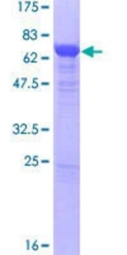 Novus Biologicals Recombinant Human GABPB1 GST (N-Term) Protein 10 &mu;g | Buy Online | Novus Biologicals&trade; | Fisher Scientific