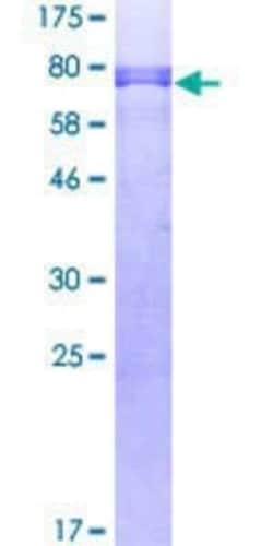 R&D Systems&trade;&nbsp;Recombinant Human GATA-2 GST (N-Term) Protein