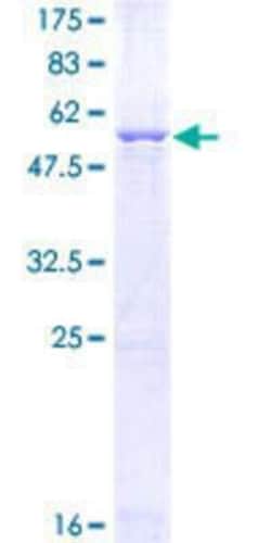 Novus Biologicals&trade;&nbsp;Recombinant Human GCH1 GST (N-Term) Protein