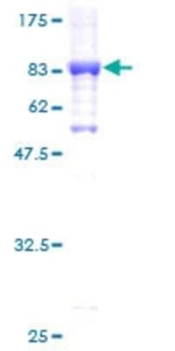 Novus Biologicals Recombinant Human GK2 GST (N-Term) Protein 2 &mu;g | Buy Online | Novus Biologicals&trade; | Fisher Scientific