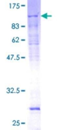 Novus Biologicals Recombinant Human GTF2H1 GST (N-Term) Protein 2 &mu;g | Buy Online | Novus Biologicals&trade; | Fisher Scientific