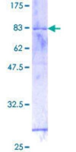 Novus Biologicals Recombinant Human GTF2H4 GST (N-Term) Protein 25 &mu;g | Buy Online | Novus Biologicals&trade; | Fisher Scientific