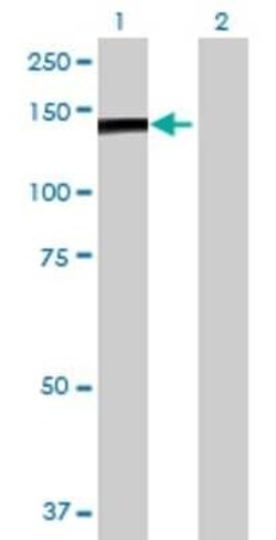Novus Biologicals TFII-I 293T Cell Transient Overexpression Lysate 0.1 mL | Buy Online | Novus Biologicals&trade; | Fisher Scientific
