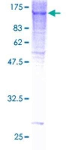 Novus Biologicals Recombinant Human GTF3C2 GST (N-Term) Protein 2 &mu;g | Buy Online | Novus Biologicals&trade; | Fisher Scientific