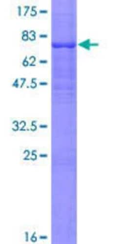Novus Biologicals™ Recombinant Human Host Cell Factor 1/HCFC1 GST (N-Term) Protein