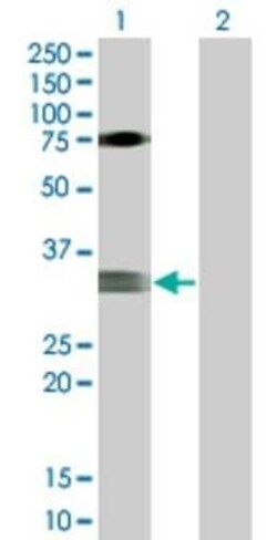 Novus Biologicals MOG 293T Cell Transient Overexpression Lysate 0.1 mL | Buy Online | Novus Biologicals&trade; | Fisher Scientific