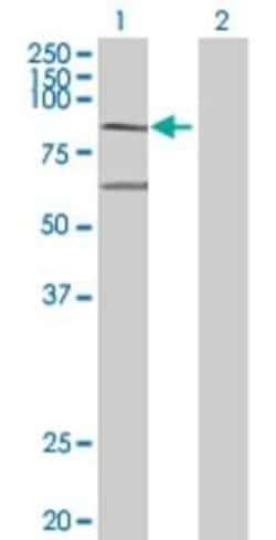 Novus Biologicals MX2 293T Cell Transient Overexpression Lysate 0.1 mL | Buy Online | Novus Biologicals&trade; | Fisher Scientific